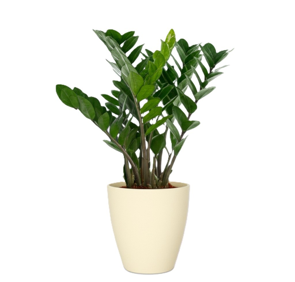 ZZ Plant
